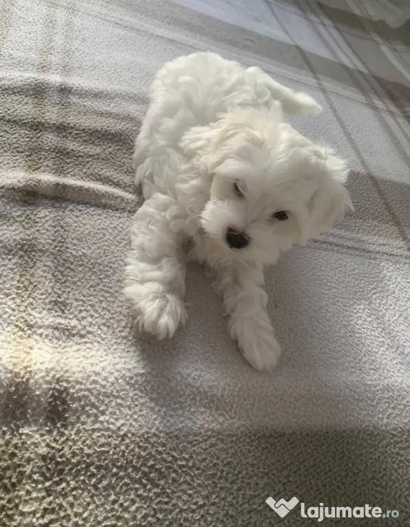 Bichon maltez caută o familie iubitoare