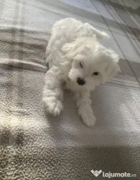 Bichon maltez caută o familie iubitoare 
