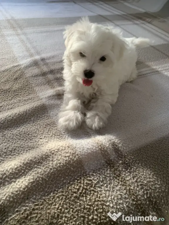 Bichon maltez caută o familie iubitoare
