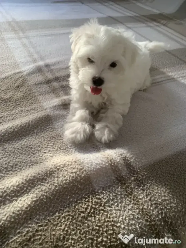 Bichon maltez caută o familie iubitoare