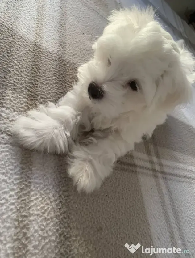 Bichon maltez caută o familie iubitoare