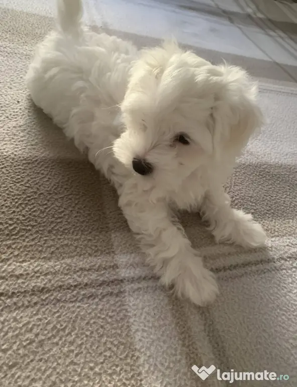 Bichon maltez caută o familie iubitoare