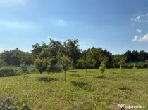 Teren intravilan, 695mp, 28m deschidere,drept, Valea Lupului