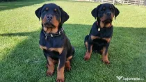 Pui Rottweiler femela