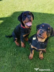Pui Rottweiler femela