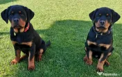 Pui Rottweiler femela