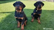 Pui Rottweiler femela