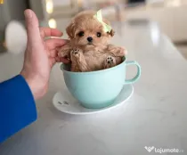 Maltipoo mini toy puppy