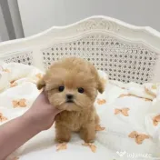 maltippo mini toy puppy 