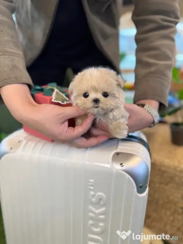 maltippo mini toy puppy
