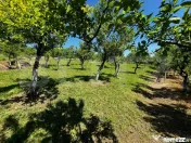 Livada in Arcalia, langa padure 
