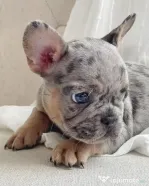 bulldog francez talie mica
