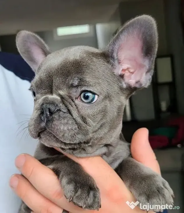 bulldog francez talie mica