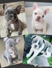 bulldog francez talie mica