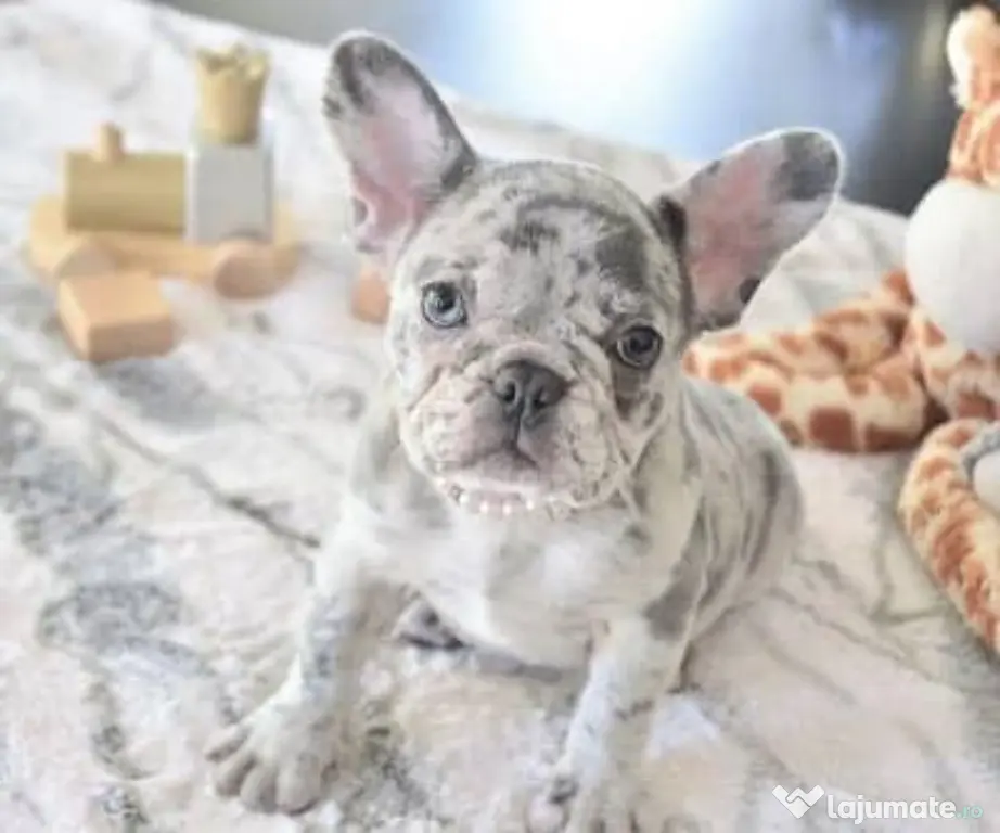 bulldog francez talie mica