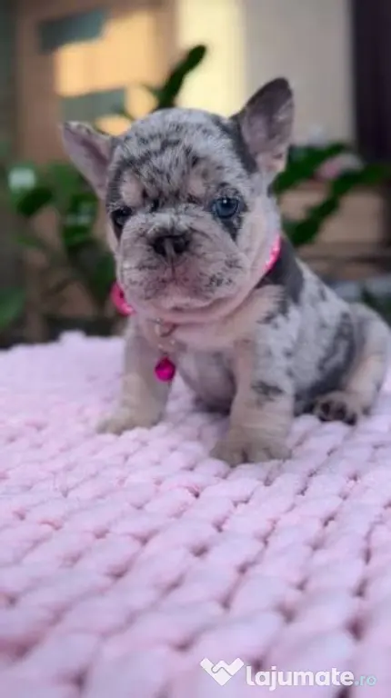 bulldog francez talie mica