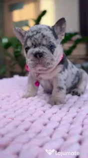 bulldog francez talie mica
