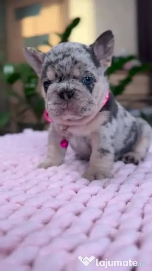 bulldog francez talie mica