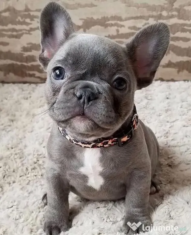 bulldog francez talie mica