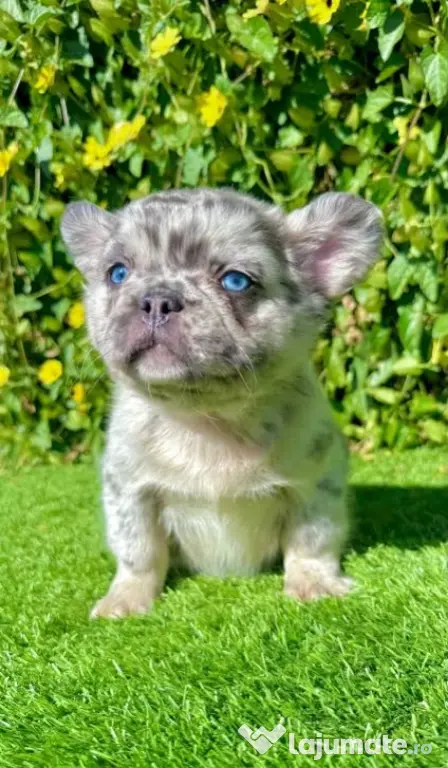 bulldog francez talie mica