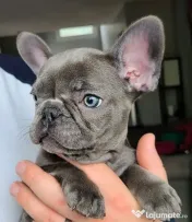 bulldog francez talie mica