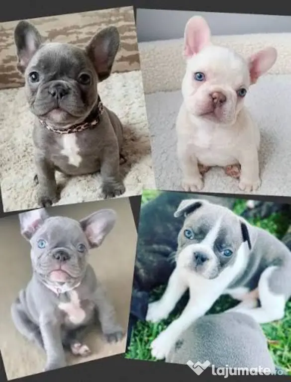 bulldog francez talie mica
