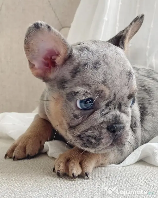 bulldog francez talie mica