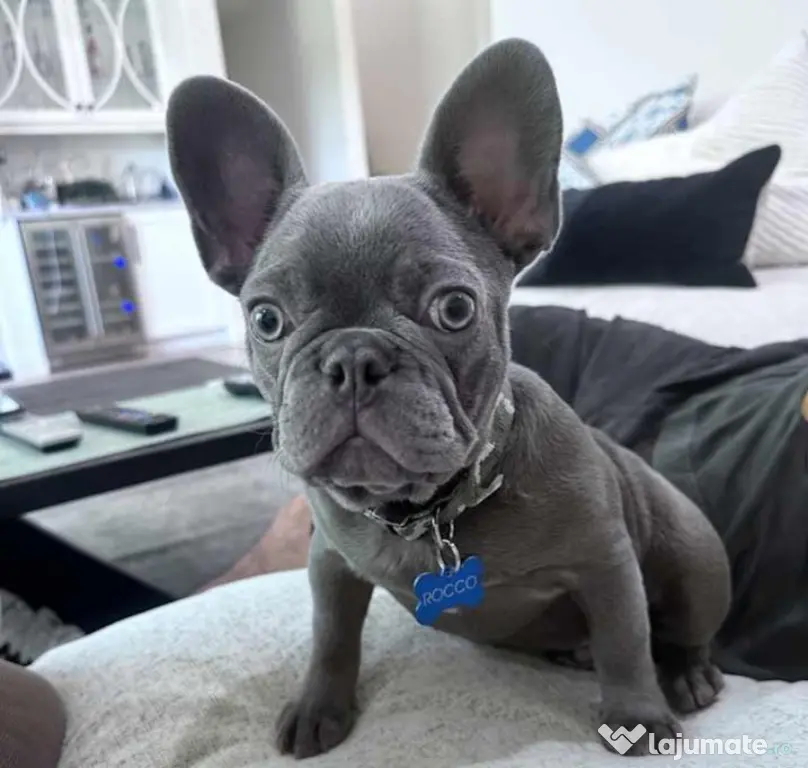 bulldog francez talie mica