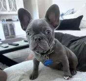 bulldog francez talie mica