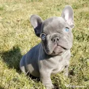 bulldog  francez blue  calitate deosebită 