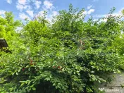 Casă bătrânească cu bucătărie de vară și teren 3.000 