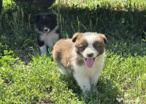 Pui Collie pentru stână - turmă