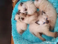 Pisicuțe Ragdoll 