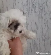 Bichoni mini