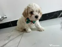 Pui Bichon Malteze 
