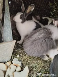 Vând 6iepuri crescuți natural 