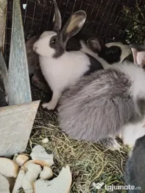 Vând 6iepuri crescuți natural