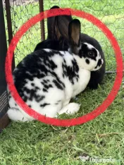 Iepuri Rex rasa pură