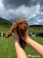 Pui cățel Pudel Toy
