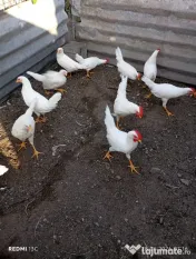 De vânzare – cocoși leghorn alb (4 luni in 3 iulie) 