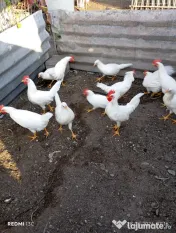 De vânzare – cocoși leghorn alb (4 luni in 3 iulie) 