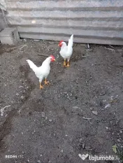 De vânzare – cocoși leghorn alb (4 luni in 3 iulie) 