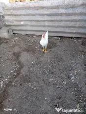 De vânzare – cocoși leghorn alb (4 luni in 3 iulie) 
