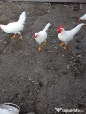 De vânzare – cocoși leghorn alb (4 luni in 3 iulie) 