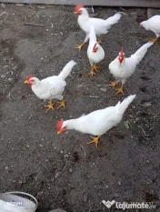 De vânzare – cocoși leghorn alb (4 luni in 3 iulie) 
