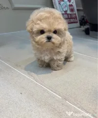 Maltipoo Teddy Bear Face 