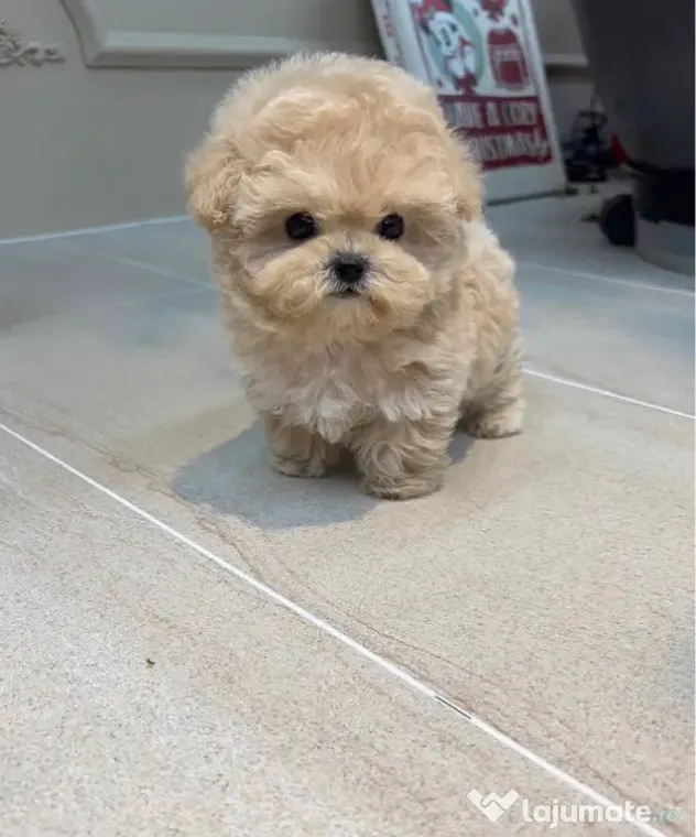 Maltipoo Teddy Bear Face