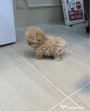 Maltipoo Teddy Bear Face