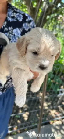 Pui Bichon Maltez