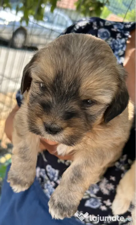 Pui Bichon Maltez